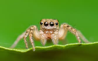 Jumping spider