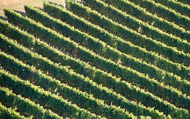 Primo - Bolgheri Sassicaia 2021