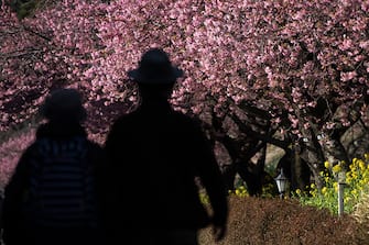 KAWAZU, JAPAN - FEBRUARY 20: A couple walks in front of Kawazu-zakura cherry trees in bloom on February 20, 2023 in Kawazu, Japan. In the small town on the east coast of the Izu Peninsula, a type of cherry blossom that begins to flower two months earlier than the normal type of cherry will be in full bloom at the end of February. (Photo by Tomohiro Ohsumi/Getty Images)