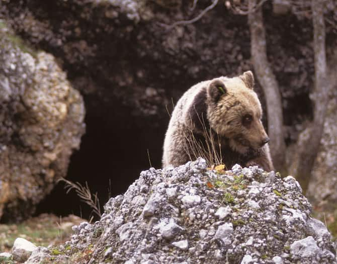 Orsi: come funziona lo spray anti-orso in arrivo in Trentino