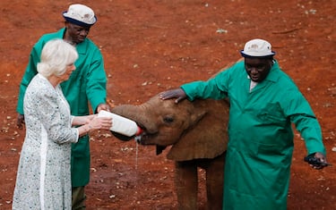 epa10952718 Britain's Queen Camilla feeds a calf with keeper Edwin Lusichi at the Sheldrick elephant orphanage on the outskirts of Nairobi, Kenya, 01 November 2023. Britain's King Charles III and his wife Queen Camilla are on a four-day state visit starting on 31 October 2023, to Nairobi and Mombasa. This will be the first official visit by Their Majesties to an African nation and the first to a commonwealth member state since their coronation in May 2023.  EPA/THOMAS MUKOYA / POOL