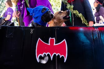 NEW YORK, NEW YORK - OCTOBER 22: Batman and Robin dressed dogs look a woman holding treaats while participating in the 32nd Annual Tompkins Square Halloween Dog Parade on October 22, 2022 in New York City. The parade returned to Tompkins Square Park after being relocated last year.  (Photo by Alexi Rosenfeld/Getty Images)