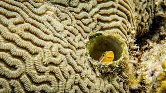 The Comedy Wildlife Photography Awards 2024
Alexander Fine
Seattle
United States
Title: Peek-a-boo
Description: Blenni fish peaking out from a hole in the coral
Animal: Blenni fish
Location of shot: Raja Ampat