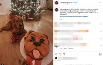 il golden retriver di valentina vignali posa con lalbero di Natale sullo sfondo