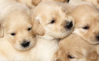 Group of 4 week old Golden Retriever puppies