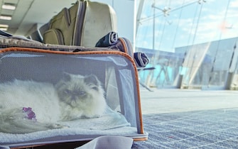 A calm and relaxed cat waits for his flight inside a carrier in the airport lounge