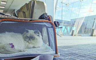 A calm and relaxed cat waits for his flight inside a carrier in the airport lounge