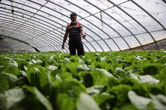 epa09147569 An ethnic minority farmer stands in his Chinese cabbage greenhouse in Bageqi village of Aksu, western China's Xinjiang Uyghur Autonomous Region during a government organized trip for foreign journalists, 20 April 2021. Japanese ketchup producer Kagome has stopped importing tomatoes from China's Xinjiang, the company said on 14 April, joining the growing ranks of Western brands that have ceased sourcing materials from the region over reported abuses against Uyghur Muslims.  EPA/WU HONG