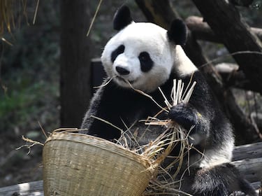 Cute giant pandas enjoy spring time at Nanjing Hongshan Forest Zoo, Nanjing City, east China's Jiangsu Province, 5 March, 2023. (Photo by ChinaImages/Sipa USA)