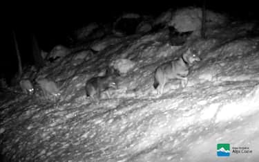 I 4 lupi nati nella famiglia di lupi che da quasi un anno vive sulle montagne in provincia di Bergamo, ritratti dalle fototrappole posizionate qualche giorno fa in Val di Scalve dalla Polizia provinciale, 23 ottobre 2023. 
CENTRO ANIMALI NON CONVENZIONALI ++HO - NO SALES EDITORIAL USE ONLY++NPK++