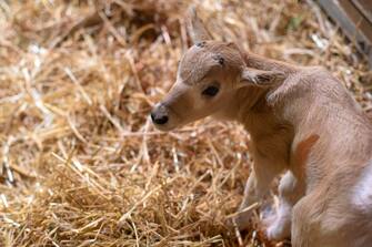 Cucciolo di antilope