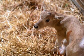 **VIDEO AVAILABLE. CONTACT INFO@COVERMG.COM TO RECEIVE.**

Visitors at a British zoo got to witness the birth of a critically endangered addax calf this week.

Mother, Amelie, went into labour on Wednesday morning (15th March, 2023) at Marwell Zoo in Hampshire.

The male calf was born shortly after 12:30pm in the zoo’s Arid Lands exhibit, opposite the meerkats.

Guests were able to watch the incredibly rare birth through the viewing window.

The new arrival has not been named yet but is reported to be feeding well having found his feet shortly after he was born.

In the wild, addax have been hunted to near extinction, with their meat, horns and hide prized by hunters and their habitat eroded as a result of oil exploration and cattle farming.

They are now listed on CITES Appendix I, which means that trade in the animal or any part of its body is illegal.

It’s thought there are only 30 to 90 mature individuals left in the wild with numbers continuing to decrease.

Amelie arrived at Marwell in 2020 from Woburn Safari Park following a breeding recommendation from the European Ex-situ breeding Programme.

This is Amelie’s second calf since arriving at Marwell, following the birth of a male, Ephedra, in March last year.

Both births are hugely significant for the species and are a step towards ensuring that these animals survive in the future.

In Niger, there are addax present in a large reserve. In Tunisia and Morocco, several hundred addax have been released into large fenced enclosures.

When: 17 Mar 2023
Credit: Marwell Zoo/INSTARimages

**EDITORIAL USE ONLY. MATERIALS ONLY TO BE USED IN CONJUNCTION WITH EDITORIAL STORY. THE USE OF THESE MATERIALS FOR ADVERTISING, MARKETING OR ANY OTHER COMMERCIAL PURPOSE IS STRICTLY PROHIBITED. MATERIAL COPYRIGHT REMAINS WITH STATED PHOTOGRAPHER AND/OR SUPPLIER.**