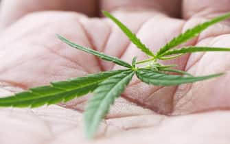 Cannabis leaves on palm of a man