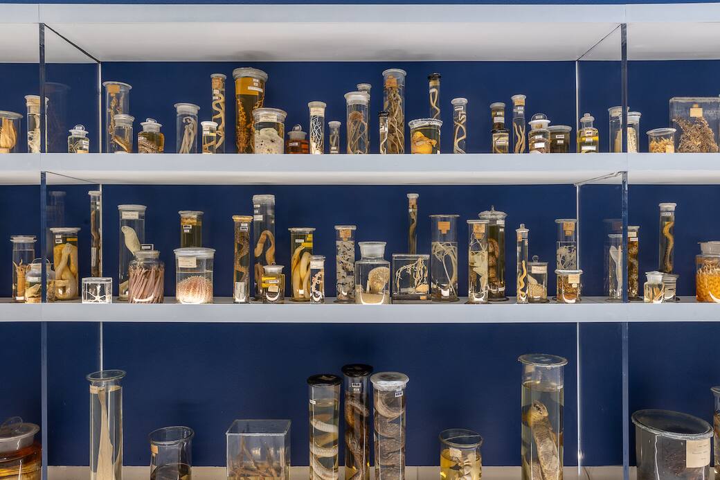 Elogio della diversità. Viaggio negli ecosistemi italiani, Palazzo Esposizioni Roma, 27.11.24 - 30.03 25 © Azienda Speciale Palaexpo / Alberto Novelli