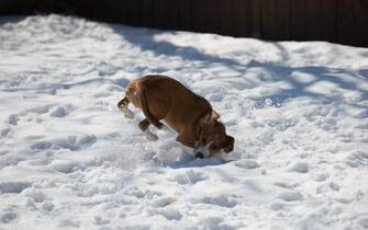 A brown and white 5 month old beagle puppy playing in the snow.