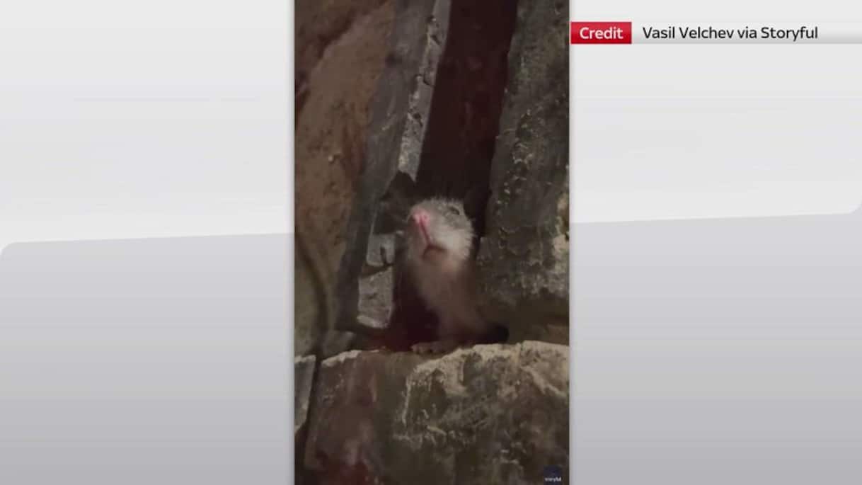 Roma, topo al ristorante con vista Colosseo: il video viral