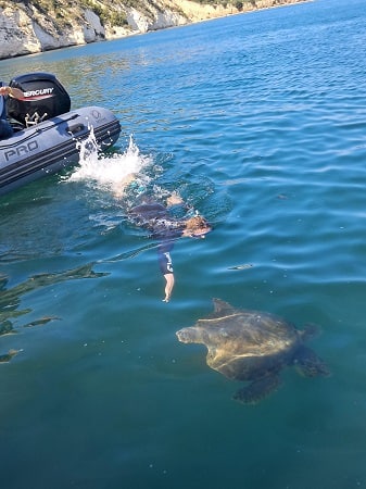 Dalla cattura accidentale da parte di un peschereccio al soccorso e alle cure mediche fino alla liberazione in mare. È la storia a lieto fine della tartaruga Libera che è tornata in mare al largo del comune di Mattinata (Foggia) in Puglia. A rimetterla nel suo ambiente è stata la nuotatrice olimpionica Federica Pellegrini. L'esemplare di Caretta caretta era stato salvato dai pescatori e curato presso il Centro di recupero e soccorso gestito da Legambiente. La Divina, in occasione della Giornata mondiale degli oceani, ha deciso di sposare la causa della campagna 'Tartalove' di Legambiente, adottando una delle tartarughe ospiti nel Centro di recupero tartarughe marine (Crtm) di Manfredonia (Foggia). Dopo la visita al Centro per conoscere la "sua" tartaruga, Federica, a bordo di un gommone e accompagnata dagli operatori del Crtm e del Centro Velico locale, si è allontanata dal porto per raggiungere una zona tranquilla dove liberare la tartaruga.
ANSA/ US/ LEGAMBIENTE
+++ ANSA PROVIDES ACCESS TO THIS HANDOUT PHOTO TO BE USED SOLELY TO ILLUSTRATE NEWS REPORTING OR COMMENTARY ON THE FACTS OR EVENTS DEPICTED IN THIS IMAGE; NO ARCHIVING; NO LICENSING +++ NPK +++