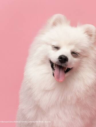 Le foto dei 40 finalisti all'Animal Friends Comedy Pet Photo Awards