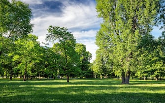 Green park with lawn and trees in a city