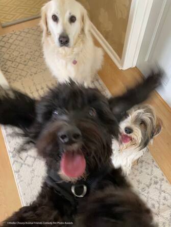 Le foto dei 40 finalisti all'Animal Friends Comedy Pet Photo Awards