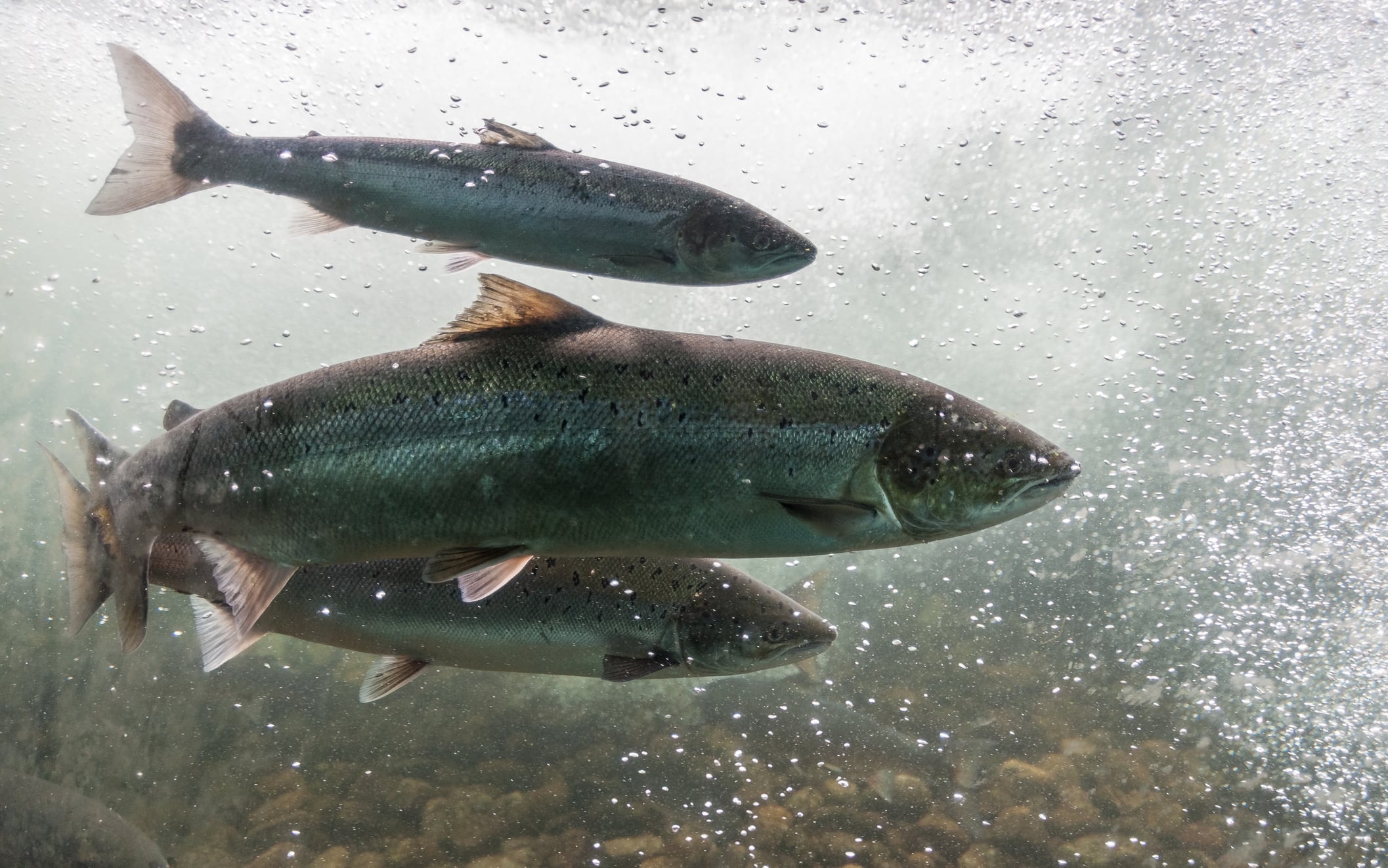 Islanda, salmoni in fuga da un allevamento mettono in pericolo la specie  locale