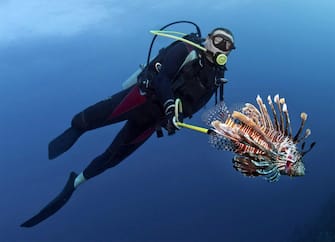 epa03242382 An undated handout photograph made available on 30 May 2012, shows a diver swimming with a lionfish in the Honduran caribbean. Environmental groups, tourism entrepreneurs and authorities seek to hunt the lionfish in the Caribbean, a beautiful but deadly species that poses a threat to the ecosystem but is also appreciated for its delicious meat. The lionfish lives in in the tropical Indian and western Pacific reef, and is believed that was introduced accidentally in the Atlantic and Caribbean Sea, making it a serious threat to wildlife and the balance of marine ecosystems in the region because it has no natural enemies in those waters.  EPA/ANTONIO BUSIELLO / HANDOUT EDITORIAL USE ONLY/ NO SALES