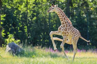 GERMANY ANIMALS GIRRAFE BERLIN TIERPARK ZOO
