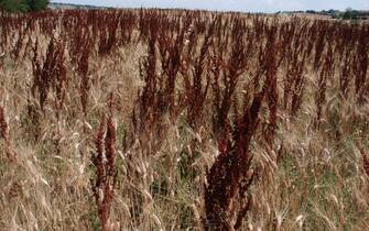 Campo di grano duro completamente biologico nelle Marche (Fano - 2016-06-27, Vito Panico) p.s. la foto e' utilizzabile nel rispetto del contesto in cui e' stata scattata, e senza intento diffamatorio del decoro delle persone rappresentate