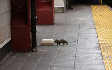 NEW YORK, NY - JULY 4: A rat sniffs a box with food in it on the platform at the Herald Square subway station in New York City on July 4 2017. (Photo by Gary Hershorn/Getty Images)