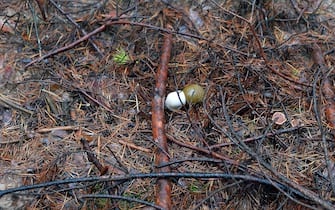 KHARKIV REGION, UKRAINE - OCTOBER 26, 2022 - An RGO hand grenade is pictured on the ground in a forest near Izium after the liberation of the area from Russian invaders, Kharkiv Region, northeastern Ukraine.