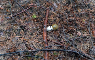 Una granata in una foresta in Ucraina