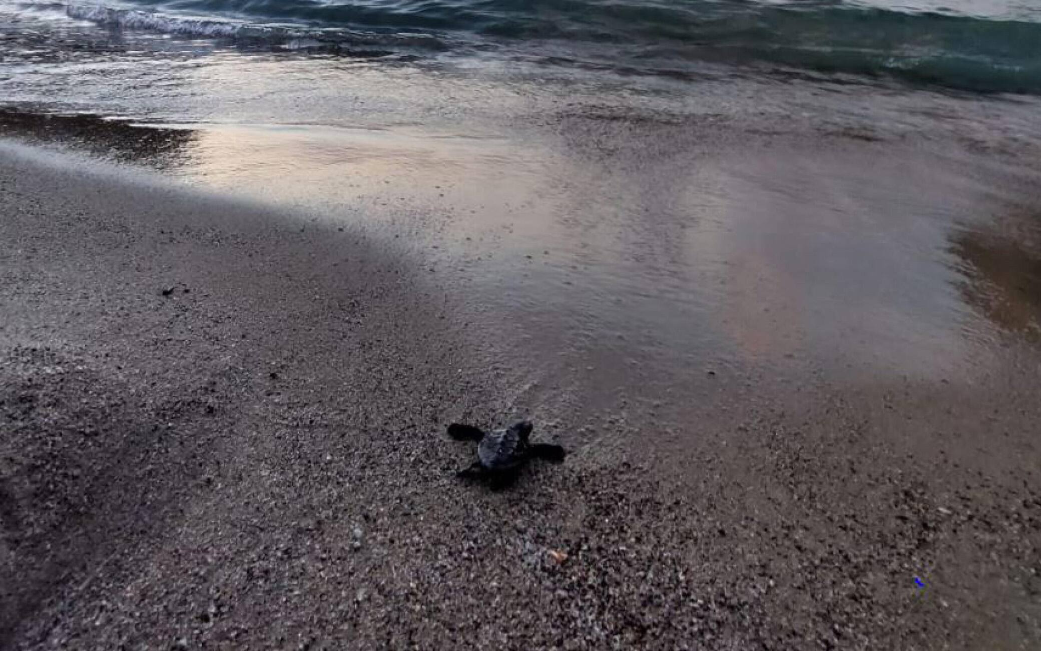 In una foto fornita da Regno di Net alcune della circa sessanta tartarughe caretta nate sulla spiaggia ischitana di San Montano, Ischia, 31 luglio 2022. Altre potrebbero nascerne ancora oggi dal nido in cui la madre
dovrebbe aver deposto le uova circa quaranta giorni fa.
Nel pomeriggio di ieri sull'arenile della baia famosa per la
spiaggia con l'acqua bassa i bagnanti si sono accorti che alcune
tartarughine erano emerse dalla sabbia e cercavano la strada
verso il mare. ANSA +++ HO NO SALES - DITORIAL USE ONLY +++ o +++ ANSA PROVIDES ACCESS TO THIS HANDOUT PHOTO TO BE USED SOLELY TO ILLUSTRATE NEWS REPORTING OR COMMENTARY ON THE FACTS OR EVENTS DEPICTED IN THIS IMAGE; NO ARCHIVING; NO LICENSING +++