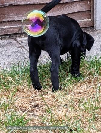 Le foto dei 40 finalisti all'Animal Friends Comedy Pet Photo Awards