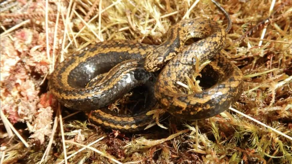 serpente harrison ford 'Tachymenoides harrisonfordi' 