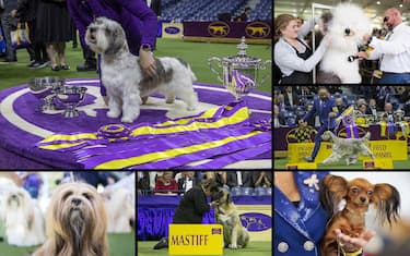 westminster_kennel_club_dog_show_2023_hero