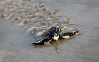 epa08124866 A Leatherback Sea Turtle (Dermochelys coriacea) moved towards the sea after been released, as part of turtle habitat conservation in Lhok Nga Beach, Aceh, Indonesia, 13 January 2020. Leatherback Sea Turtle is classified as a vulnerable species in Indonesia where Aceh coastline is one of the main spot for the turtle nests to lay their eggs.  EPA/HOTLI SIMANJUNTAK