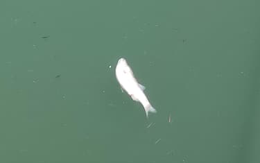Alcuni degli esemplari di pesci morti affiorati nella darsena e nel canale navigabile del Tevere a Fiumicino, 12 luglio 2022.
ANSA/TELENEWS
