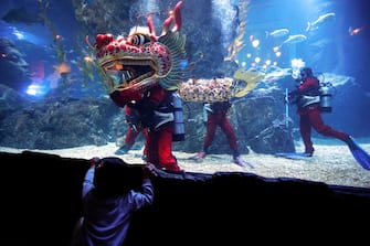 epa11130715 A young visitor watches scuba divers performing an underwater dragon dance during a special seasonal performance to celebrate the upcoming Chinese Lunar New Year at Sea Life Bangkok Ocean World aquarium in Bangkok, Thailand, 06 February 2024. The Chinese Lunar New Year, also called the Spring Festival, falls on 10 February 2024, marking the start of the Year of the Dragon.  EPA/RUNGROJ YONGRIT