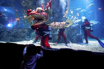 epa11130715 A young visitor watches scuba divers performing an underwater dragon dance during a special seasonal performance to celebrate the upcoming Chinese Lunar New Year at Sea Life Bangkok Ocean World aquarium in Bangkok, Thailand, 06 February 2024. The Chinese Lunar New Year, also called the Spring Festival, falls on 10 February 2024, marking the start of the Year of the Dragon.  EPA/RUNGROJ YONGRIT