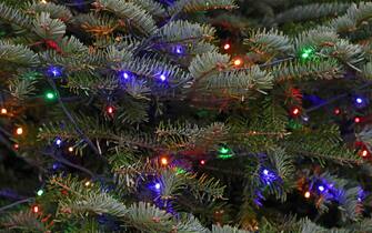 albero