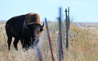 LAMAR, CO - SEPTEMBER 23:  An American Bison grazes in fields on the Southern Plains Land Trust Heartland Ranch Nature Preserve on September 23, 2022 near Lamar, Colorado. Bison are not listed as a threatened or endangered species. Approximately 30,000 bison live in public and private herds in North America; they are managed for conservation goals.  (Photo by Helen H. Richardson/MediaNews Group/The Denver Post via Getty Images)
