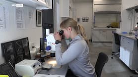 West Nile, Gori: "Nessun allarmismo, situazione controllata"