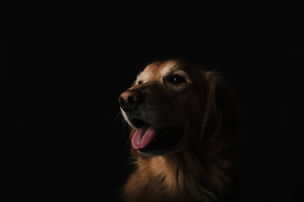 Photo_by_Brandon_Day_on_Unsplash.jpg