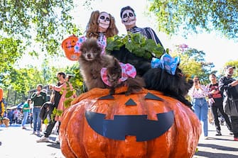 NEW YORK, NEW YORK - OCTOBER 22: Adam Von and Amber Von, pose with their five Pomeranian dogs, Romero, kodiak, Emmy, Liz, taki all dressed as a trick or treat basket   participate in the 32nd Annual Tompkins Square Halloween Dog Parade on October 22, 2022 in New York City. The parade returned to Tompkins Square Park after being relocated last year.  (Photo by Alexi Rosenfeld/Getty Images)