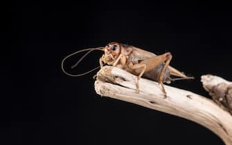 A house cricket perched on the end of a piece of wood, isolated against a black background. Room for copy.