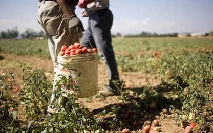 Caporalato, da Cdm via libera a multe più care per datori di lavoro