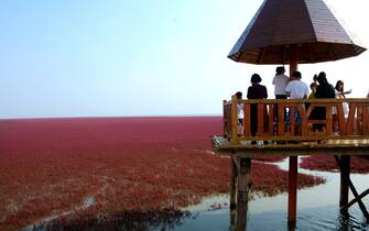 Breathtaking Panjin Red Beach in NE China