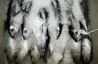 SPAIN - JULY 01: White tuna fish are displayed at the fish market in Bermeo, near Bilbao, in Spain, on Wednesday, July 1, 2009. In September 2008 the European Commission banned bluefin tuna fishing in the Mediterranean Sea and the eastern Atlantic for the rest of the year because of waning stocks, saying it will take steps to clamp down on illegal fishing. (Photo by Markel Redondo/Bloomberg via Getty Images)