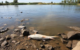 POLAND ECOLOGY