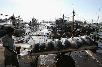 88816900 GENERAL SANTOS, PHILIPPINES - JULY 04: A fish porter walks beside tuna in the tuna producing area of General Santos City on July 4, 2009 in the Philippines. The Philippines is a globally important tuna producing area, ranked 7th in the world and with an annual value of PHP6 billion, a large portion of the PHP50 billion made annually by the country's fishing industry as a whole. However, the effects of rising oil prices, the global financial crisis, global warming and over-fishing are all contributing to daily catch volumes reducing. Filipino officials are pushing for policies to emulate those brought in by the European Union to stop such over-fishing, reducing quotas allowed. The tuna fishing industry supports around 75,000 jobs locally, and exports to countries including the USA, Japan and Europe. (Photo by Jeoffrey Maitem/Getty Images)